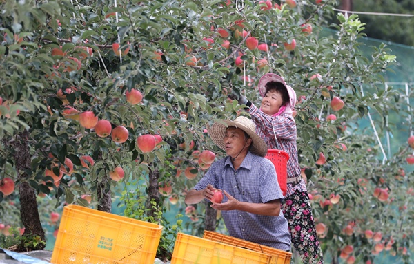 함양 웅곡리 삼애농원의 사과 수확.