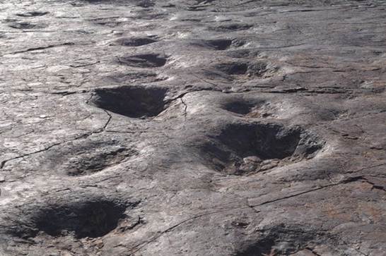 정촌 화석산지에서 발견된 대형 용각류 보행렬은 일부 복원에 그친 채 유실됐다.