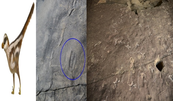 좌(진주 혁신도시에서 발견된 1cm 크기에 불과한 랩터공룡 발자국), 우(진주 가진리에서 발견된 저어새 부리흔적)