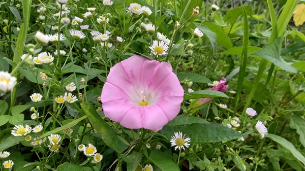 메꽃은 생김새가 깔때기 모양이기 때문에 종종 나팔꽃이라 잘못 불리기도 한다.