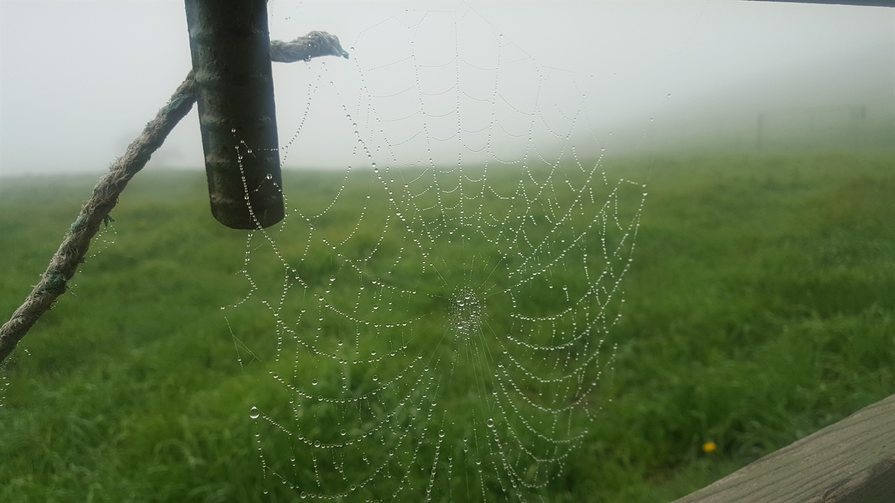 수수 알 크기의 물방울이 맺힌 거미줄은 사람들의 눈길을 사로잡는다