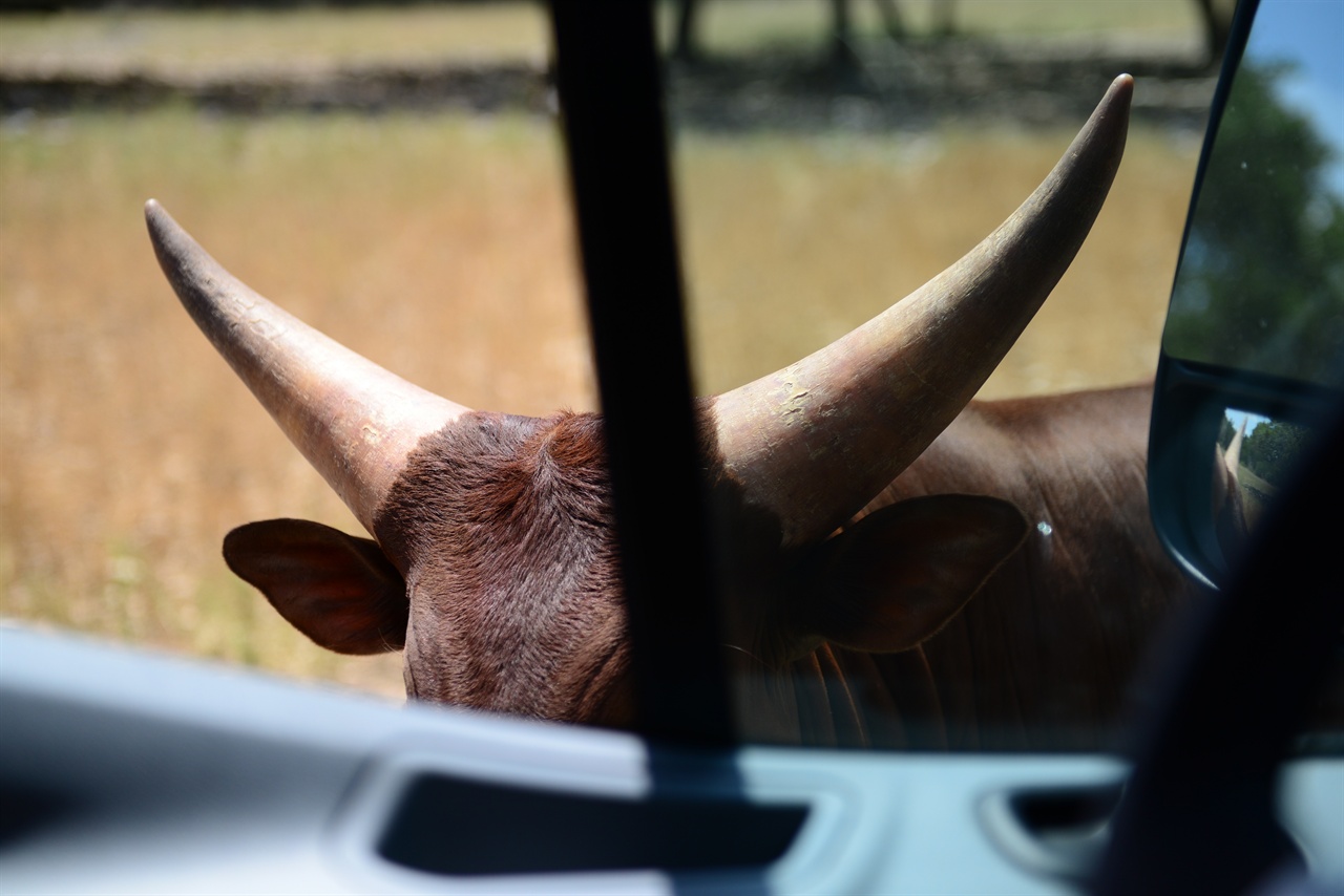 텍사스의 상질 동물인 롱홀이다. 뿔이 길다란 게 특징이다. 소의 종류는 다양하다. 자동차가 다가가도 피할 줄을 모른다.