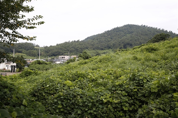 전남 진도에 있는 왜덕산과 내동마을. 왜덕산은 진도사람들이 정유재란 때 죽은 일본군의 시신을 거둬 묻어준 곳이다.