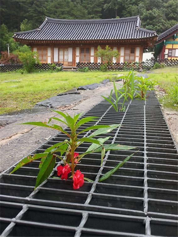 울 밑에 있어야할 봉선화가 조용한 사찰(寺刹)의 한쪽, 수렁에 빠져 있다. 