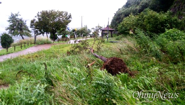 7일 창원 귀산동에 있는 가로수가 태풍에 쓰러졌다.