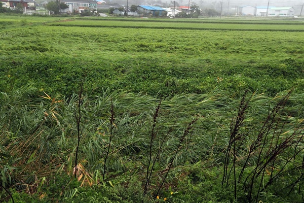 7일 오후 서해안으로 북상한 태풍 '링링'으로 인해, 강풍이 불면서 수확을 앞두고 있는 벼들이 누워있다. 