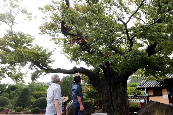  음암면 유계리 정순왕후 생가 보호수인 수령 300년 느티나무 가지가 부러지는 등 이번 태풍으로 서산지역 전역에 걸쳐 피해를 입었다. 