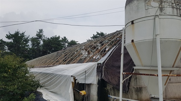 서산 부석면 가사리 한 양계농가에는 어린 닭 1만 5천 마리가 떼죽음을 당했다. 해안가에 인접한 이곳은 태풍 피해를 직접적으로 입어, 양계장 비닐하우스를 직접 강타했다.