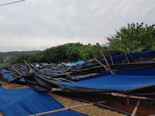 태풍 피해로 인삼 가림막이 모두 쓰러졌다.