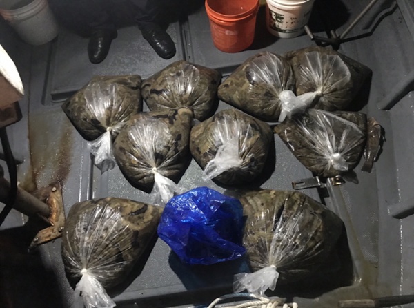 창원해양경찰서는 9일 오전 2시경 창원 마산합포구 남모바위 인근 해상에서 불법으로 해삼 95kg을 채취한 선장을 수산업법 위반으로 검거했다.