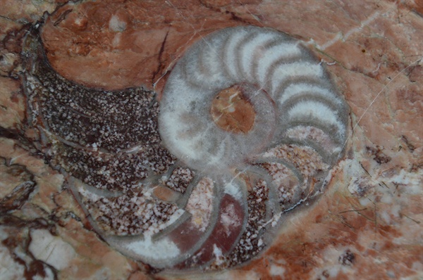 중생대 바다에서 살던 암모나이트가 전망대 탁자에 화석으로 박혀있다. 