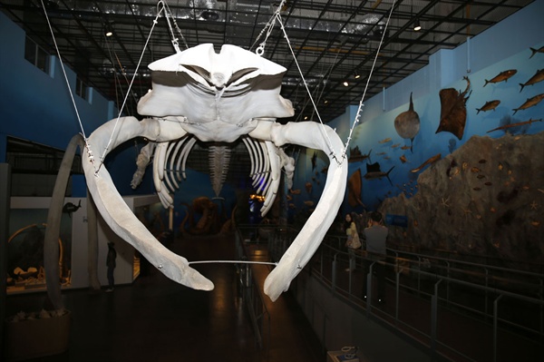 해남땅끝해양자연사박물관에 전시돼 있는 대왕고래 골격. 대왕고래는 지구에서 가장 큰 동물에 속한다. 전시된 골격의 길이만도 25미터에 이른다.