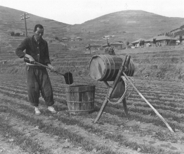 보리밭에 인분 거름을 주는 농사꾼(1951. 1. 25.). 