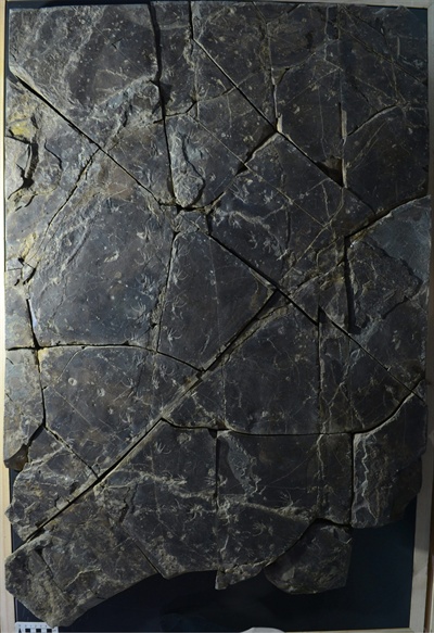 진주혁신도시 진주층에서 발견된 백악기 도마뱀 발자국 화석 표본. 진주 익룡 발자국 전시관에 전시.