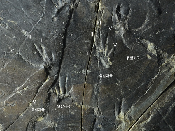 진주층에서 발견된 백악기 도마뱀의 앞발자국과 뒷발자국 화석.
