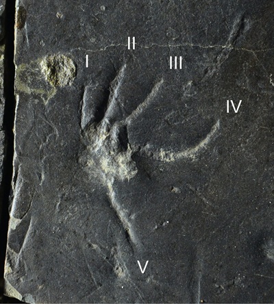 진주층 백악기 도마뱀의 뒷발자국 화석(네 번째 발가락이 가장 길고, 다섯 번째 발가락은 뒤로 향해 있다).