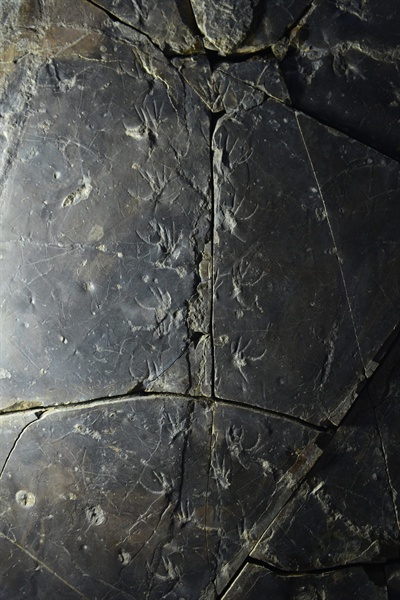 진주층에서 발견된 도마뱀 보행렬 화석(1번 보행렬).