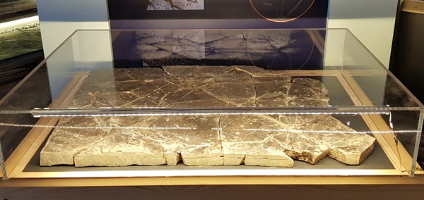 진주 익룡 발자국 전시관에 전시된 도마뱀 발자국 화석.