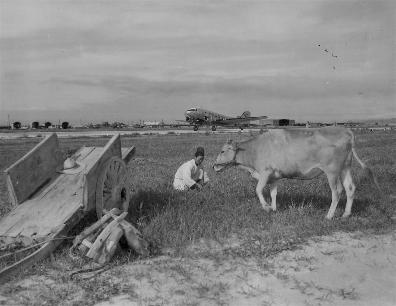 미 공군 비행장 부근에서 풀을 베는 농부(1952. 9. 6. ).