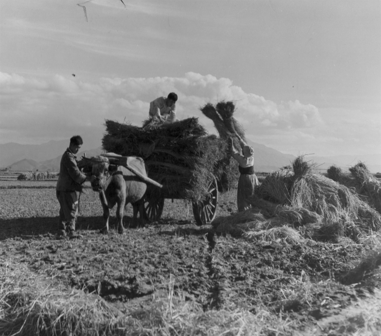  볏단을 소달구지에 싣는 농사꾼들(1950. 11. 8.).