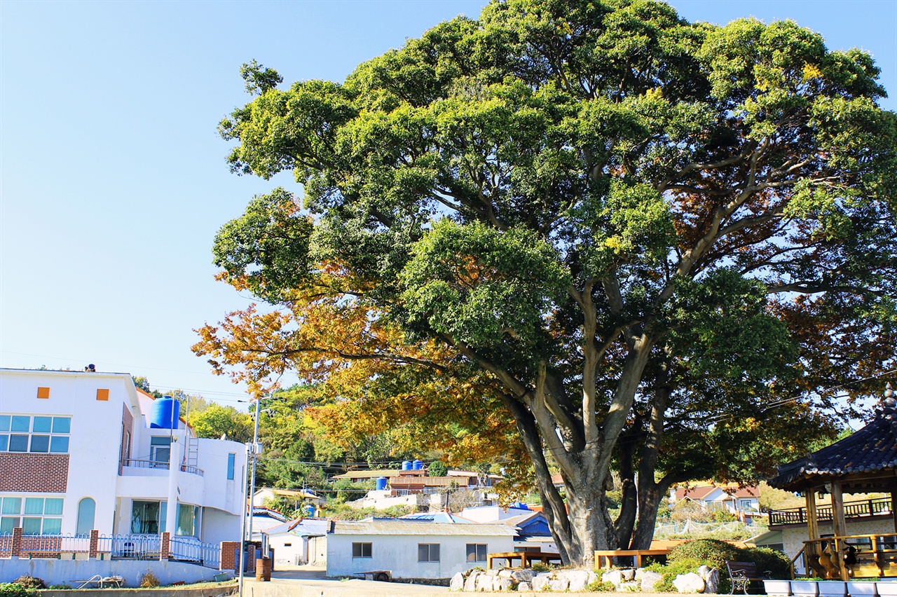 지도의 보호수 커다란 보호수는 120년 된 느티나무다. 하나의 나무로만 된 것이 아니라 느티나무와 팽나무가 한집살이 하는 연리목이다. 