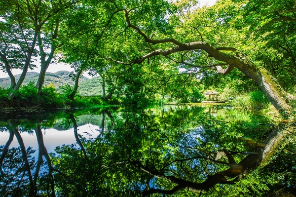 고성 마암면 장산숲.