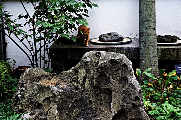 마당의 돌, 고양이도 그림이 된다.