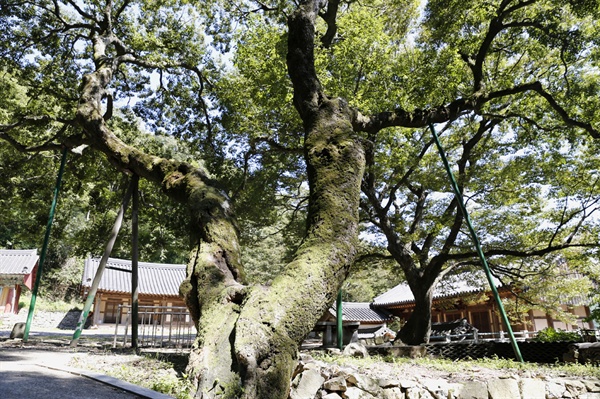 수령 600년 된 팽나무가 먼저 반겨주는 절집 다보사. 옛 절집의 분위기를 고스란히 간직하고 있다.