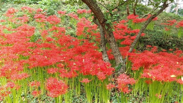 통칭 상사화(相思花)라고 불리는 꽃무릇은 중국 양자강 유역이 원산지로 일본을 통하여 우리나라로 들어왔습니다
