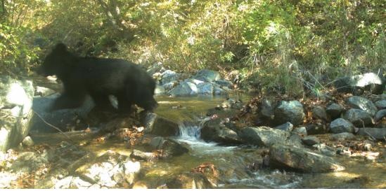 비무장지대에서 포착된 반달가슴곰