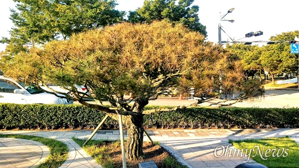 경남도의회 정문 쪽에, 1992년 기념식수 해 놓았던 소나무가 최근에 잎이 말라가며 시들하다.