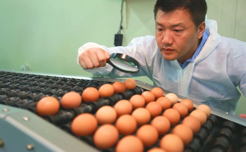 황한솔 대표는 달걀 연구를 멈추지 않고 있다.
