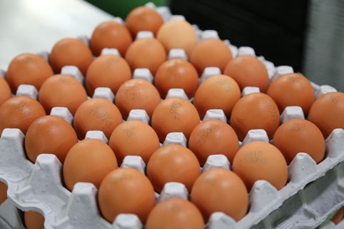 한솔양계에서 생산한 달걀