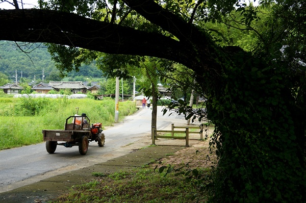 아홉 그루 버드나무(구수나무)는 마을이 훤하게 들여다보여 허한 곳을 보하기 위해 심은 비보나무다. 400년 묵은 꼬부랑나무, 동네사람들은 추억거리 하나쯤 달고 있는 나무이겠다. 