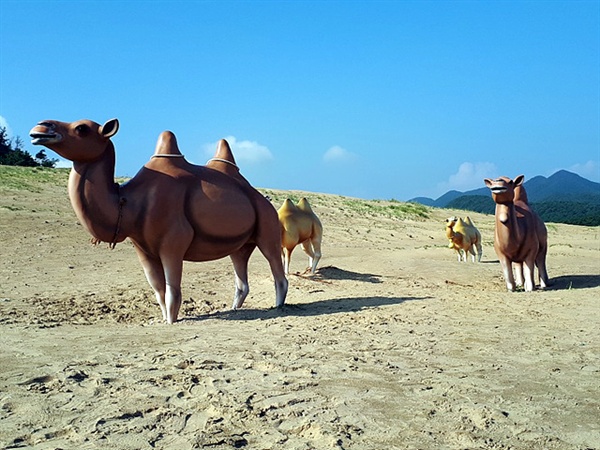 대청도 옥죽동해변에는 해안침식으로 생긴 모래가 계속 쌓이고 있어 모래사막같은 모습을 연상케한다. 모래위에 낙타조형물을 세워 사막같은 느낌을 준다.