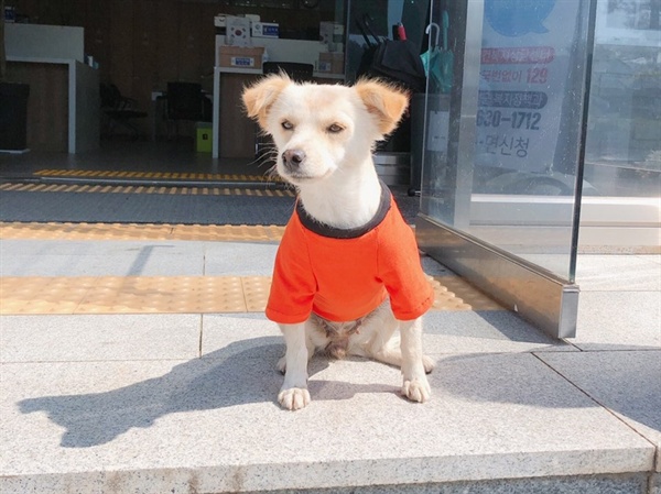 동네 주민들이 선물한 옷을 입은 금순이.