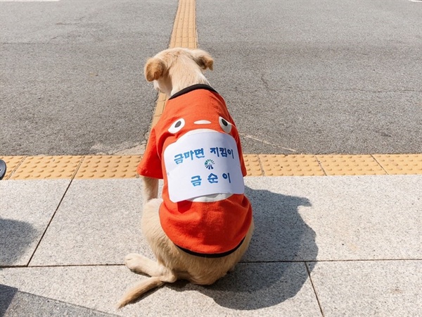 1년째 주민센터로 출근하는 '공무원 강아지' 금순이.