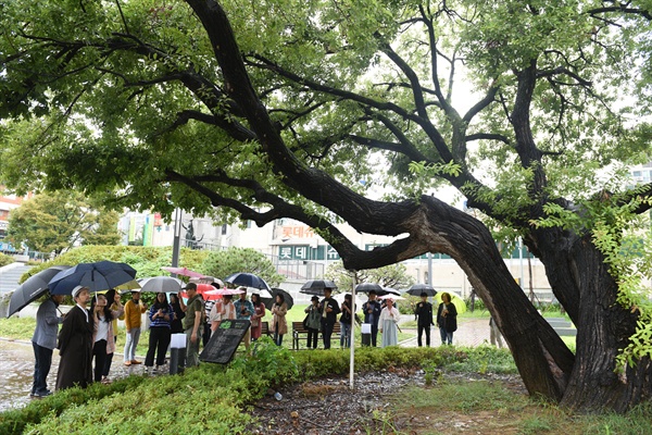 옛 대전형무소 터에 남겨진 왕버들 ‘평화의 나무’ 주변에서 배우들의 연기를 참가자들이 지켜보고 있다.