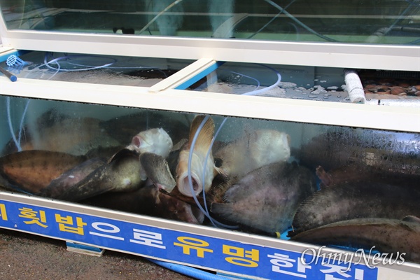 제18호 태풍 '미탁'의 영향으로 경북 영덕군 강구면 강구시장이 또다시 피해를 입은 가운데 3일 한 횟집의 수족관에 물고기들이 죽어 있는 모습. 