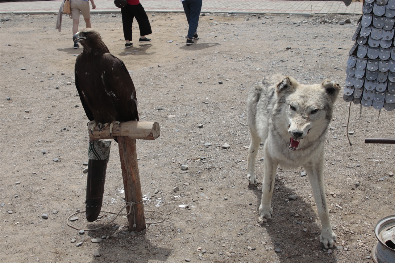 몽골의 옛 수도인 하라호른의 에르덴죠 사원 앞에 전시된 늑대 박제품 모습. 관광객들을 끌기 위해 전시됐다.