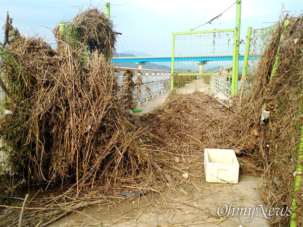10월 5일 낙동강 본포취수장 공도교(다리)에 걸려 있는 쓰레기.