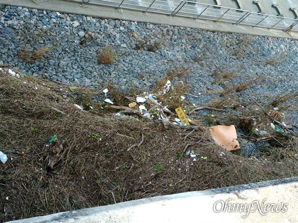 10월 5일 낙동강 창녕함안보 부근의 쓰레기.