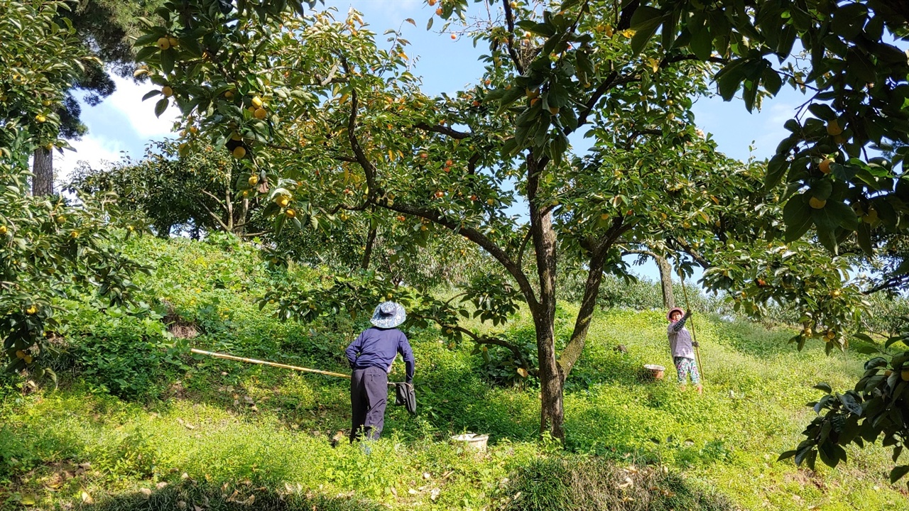 감을 수확하시는 아버지 아버지는 다리에 깁스를 하고서라도 기어코 감나무밭에 나와서 감을 따신다. 병원에 누워계신 것은 죽기보다 싫으시다면서...