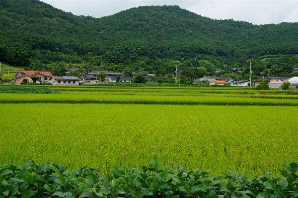 가일마을은 풍산들 안 아름다운 산골짜기에 들어섰다. 마을 앞에 너른 달개들, 풍천평야가 펼쳐있다. 