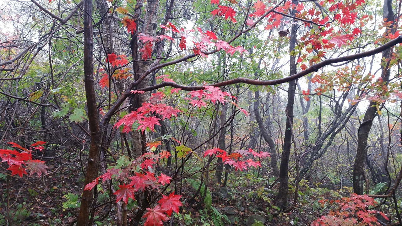 대암산 단풍 아직 물들지 않은 푸른 숲 속에 빨간 단풍이 도드라져 보인다.
