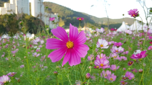 거제시 일운면 소동 수변공원의 코스모스.