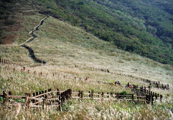 간월재 억새밭에 은빛 가을이 내려앉았다. 