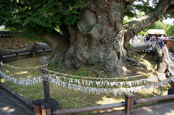마을 가운데 돌혈에 심어진 600년 묵은 느티나무로 마을사람들이 성스럽게 여기는 나무다. 