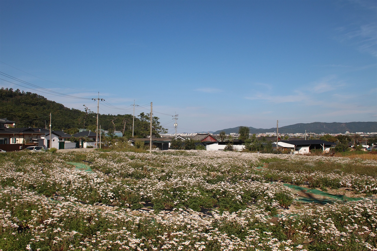 본격적인 개화가 시작되고 있는 경주 서악마을 입구에 조성된 구절초 꽃밭단지 모습