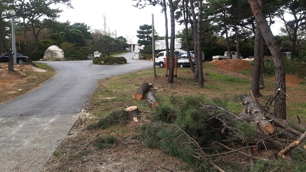 울산 동구 주전고개를 넘어 울산테마식물 수목원 돌비석이 서있는 갈림길에서 수목원 앞까지 소나무 수십그루가 잘려나가 있다
